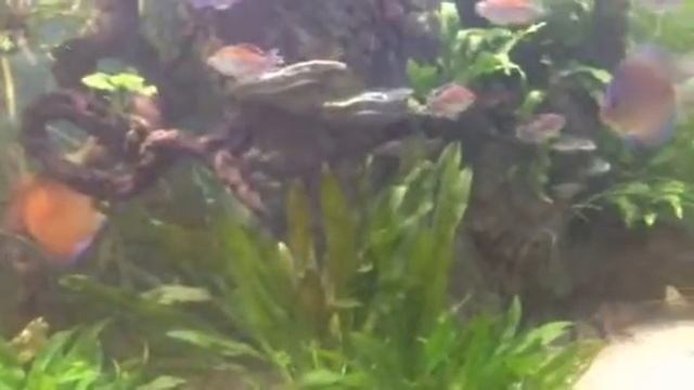 Дискусы смотреть онлайн