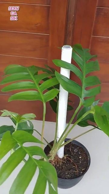 Epipremnum Pinnatum #shorts