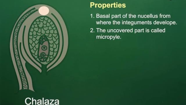 12B02 - Sexual Reproduction in Flowering Plants - Development of Female Gametophyte | Ovule смотреть онлайн