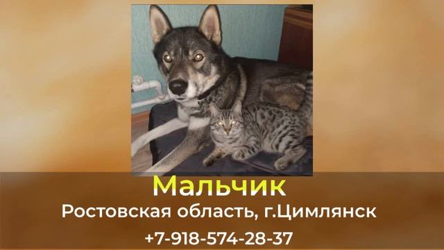 Пропала собака! Мальчик. Ростовская область, г.Цимлянск смотреть онлайн