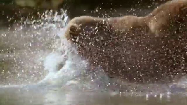 WILDES RUSSLAND "König des Flusses" - Dokumentations-Ausschnitt смотреть онлайн