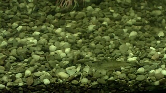 Amano Shrimp (Caridina multidentata) смотреть онлайн