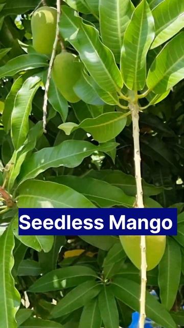 Seedless Mango farming, बगैर गुठली की आम, #seedlessmango #mango #Shorts смотреть онлайн