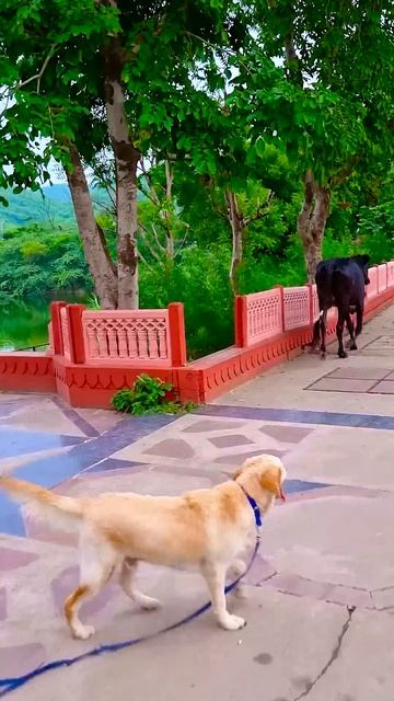 मेरा डॉग क्यों रोने लगा😭 part 3 #funnydogs #shorts смотреть онлайн