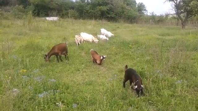 Козички смотреть онлайн