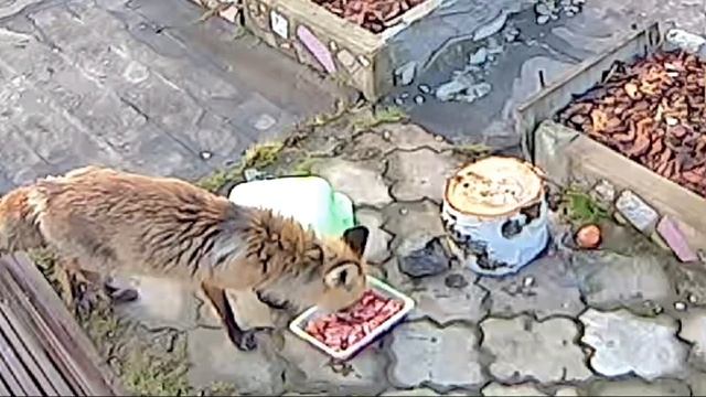 Мы проспали, но лисичку накормили смотреть онлайн