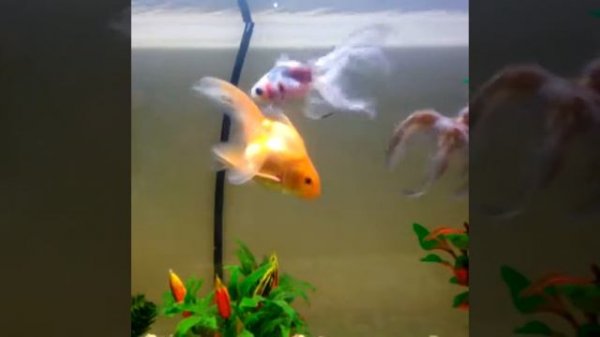 Красивые рыпки....