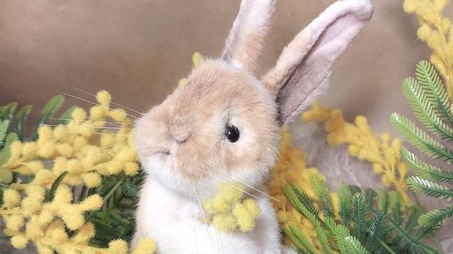 шьем пасхального кролика - часть 1 из 3