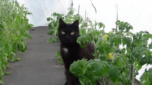 Проверяю своих Томатных Гномов, высаженных на улицу под укрытия.