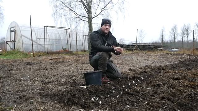 Ooops... I'm late! Can I Still Plant Garlic? смотреть онлайн