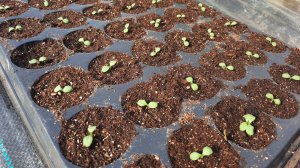 Салаты через рассаду - это просто