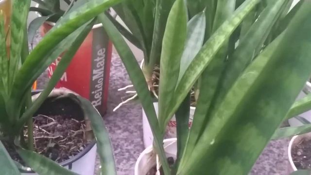 Sansevieria Collection: Sansevieria Parva (Kenya Hyacinth) | Jan. Verão 2022