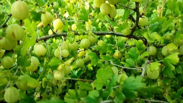 зелений дощ агрус смотреть онлайн