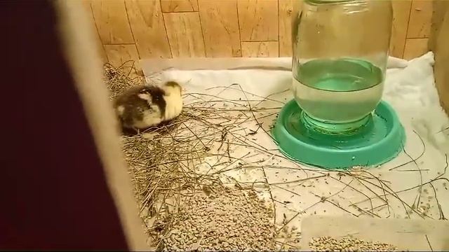 Уточки освоились) #индоутки #индоутята #мускусныеутята #мускусныеутки #мускуснаяутка #утки #утята смотреть онлайн