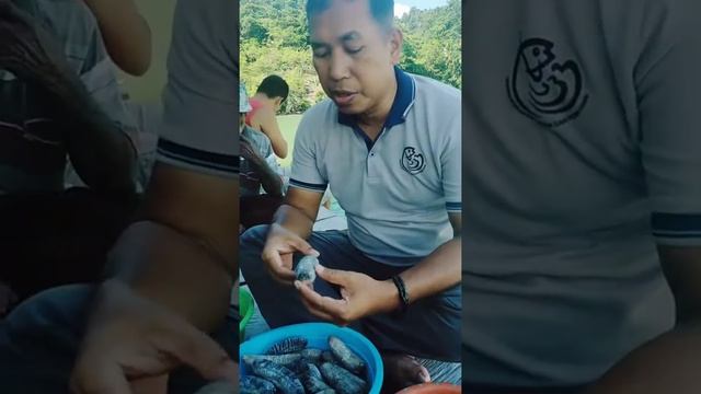 Teripang Pasir /Holothuria Scabra di Kab.Fakfak Papua Barat смотреть онлайн