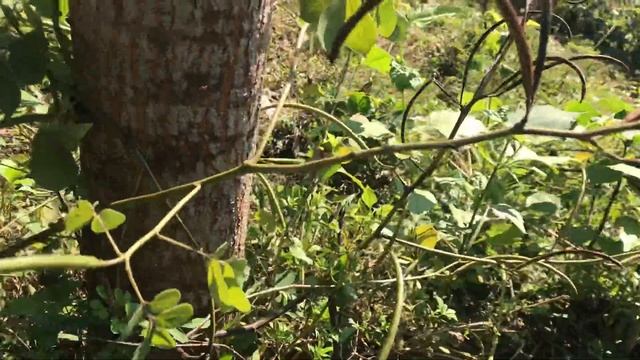 Cây thảo quyết minh, muồng ngủ. Senna obtusifolia смотреть онлайн
