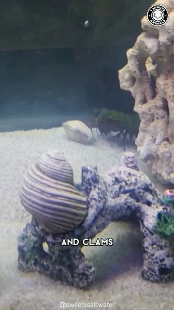 Animals With Amazing Abilities (Part.2) - The Mantis Shrimp. #MantisShrimp #Nature #Ocean #shorts смотреть онлайн