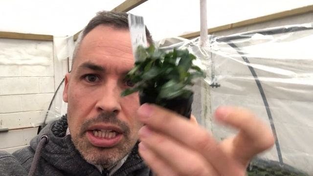 Bucephalandra 'green Velvet' - RARE Aquarium Plant