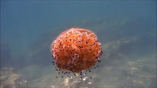 Fried egg jellyfish (Cotylorhiza tuberculata) смотреть онлайн