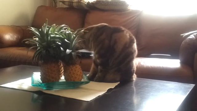 Persey-Artur (Persic) 20