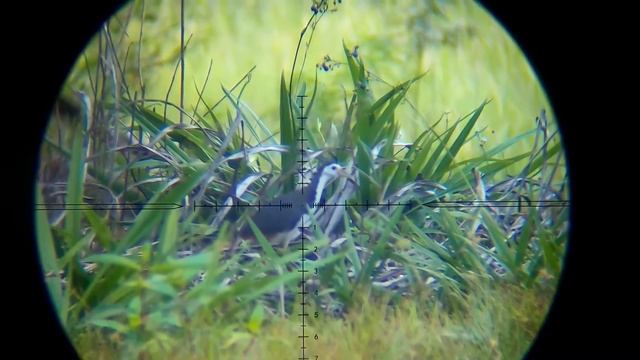 Tâm kính ngắm ORION 4-16x44 SF смотреть онлайн