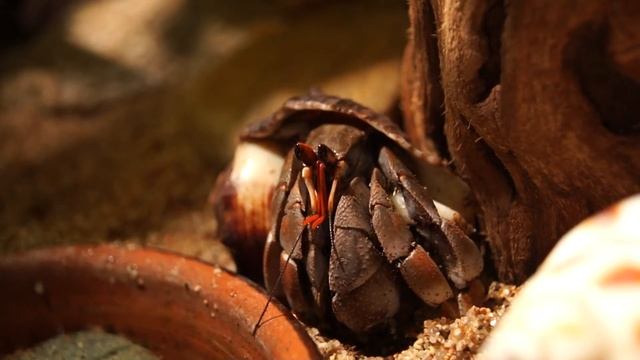 Coenobita violascens resting (1080p) смотреть онлайн