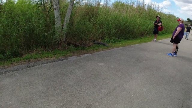 Alligators oh my!! смотреть онлайн