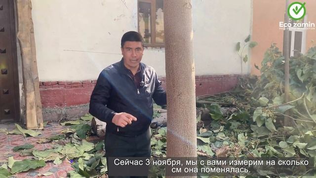 Баҳордан кузгача 20 смга ўзгарган павловния смотреть онлайн