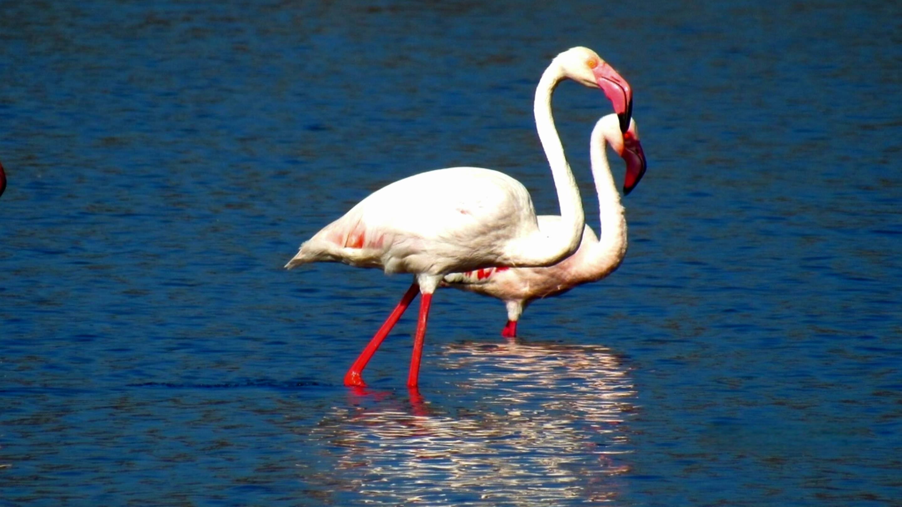 Дикая Кения. Нацпарк Накуру - один день из жизни животных смотреть онлайн