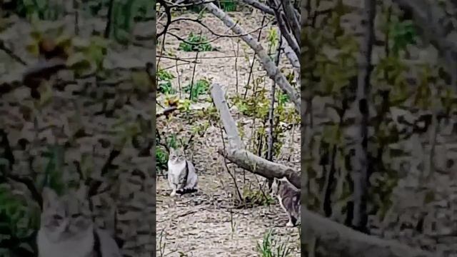 Как вам такое? Пора заводить КОТОФЕРМУ???😻 смотреть онлайн
