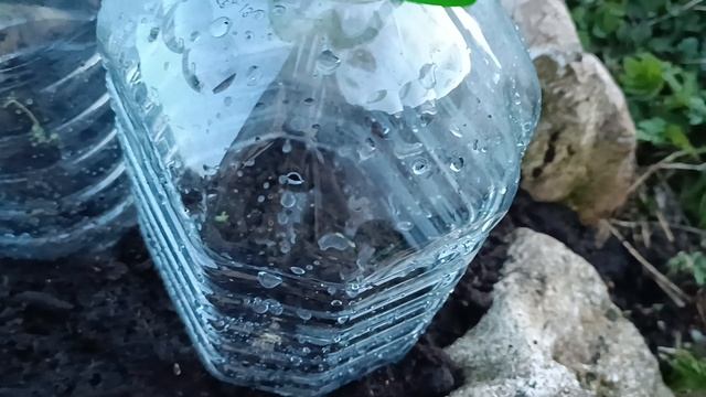 Супермегаклумба16.04.25.лапчатка,кровохлебка,эдельвейсы.mp4 смотреть онлайн