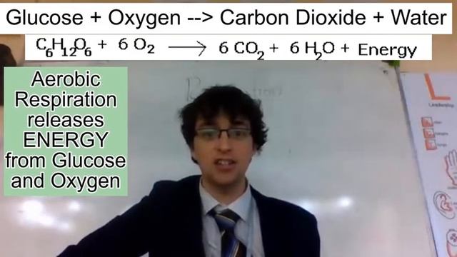 Aerobic Respiration Song (BINGO) смотреть онлайн