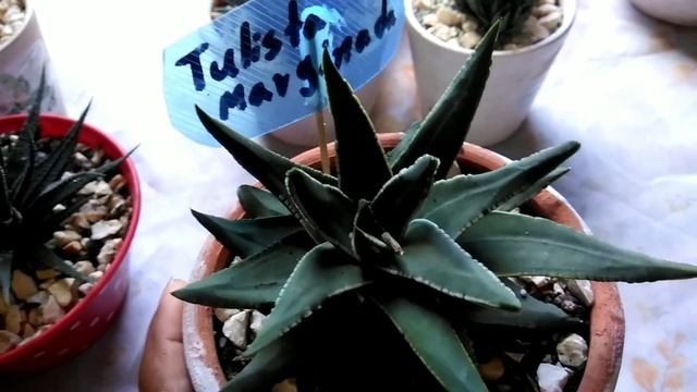 Vamos a clasificar la haworthia por sus géneros (haworthia, haworthiopsis, tulista) смотреть онлайн