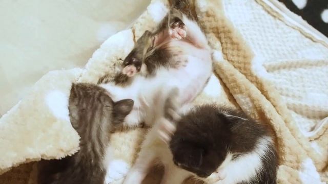 短い手足をバタバタさせながら遊びを楽しむ子猫の3兄妹【赤ちゃん猫　保護猫】 смотреть онлайн