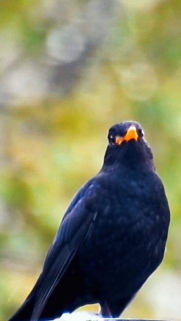 Черный дрозд / Blackbird. Голоса птиц #shorts смотреть онлайн