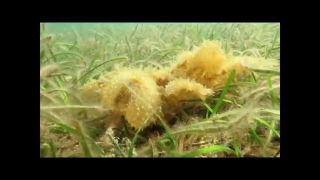 melibe a colazione a lido del sole смотреть онлайн