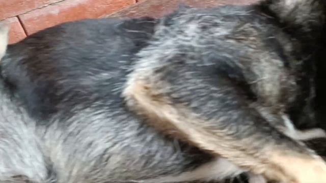 Тбилиси 🇬🇪 Грузия Приют Тамаза Элизбарашвили 🐕💌🍀🙏 смотреть онлайн