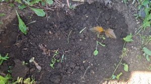 Обрезка и черенкование Пузыреплодника.