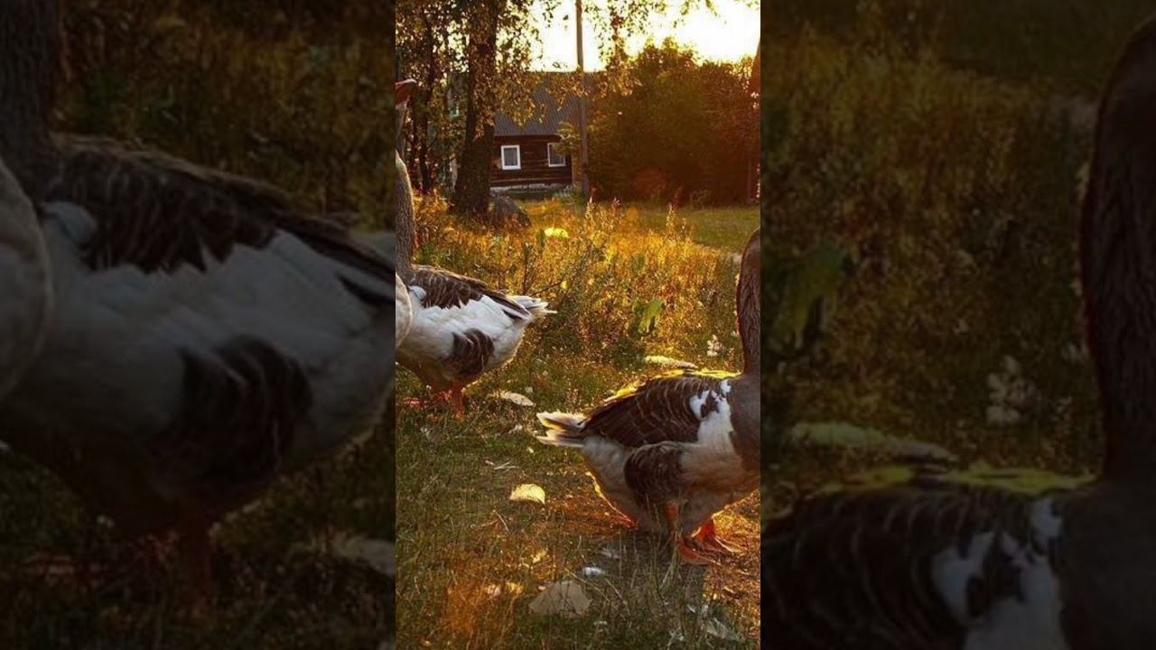 село Мульта песня смотреть онлайн