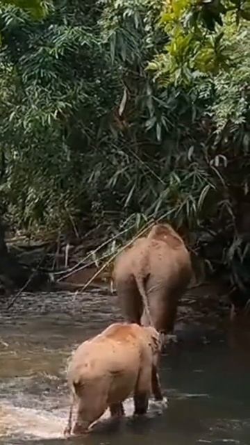 GAJAH MASKOT PROPINSI LAMPUNG#shortyoutube#hewan#@hakim9999 смотреть онлайн