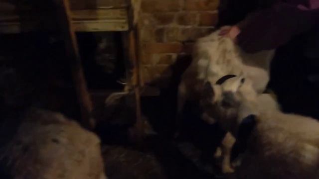 В деревне так всегда, сначала работа потом отдых! Жизнь на хуторе и в деревне!Новый окот!Выпечка