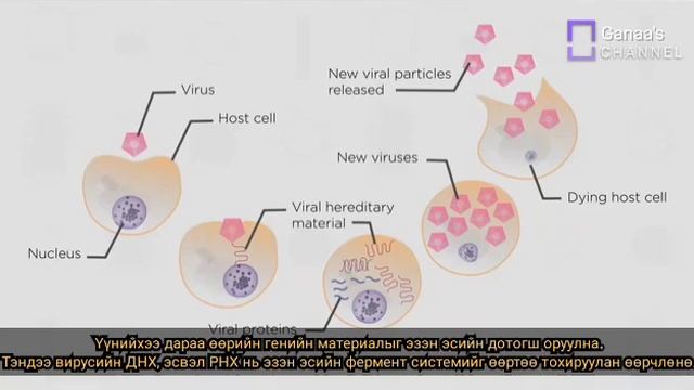 What are the viruses(Вирус гэж юу ву?) With mongolian subtitle смотреть онлайн