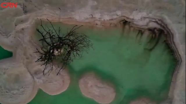 Árbol de la vida en el Mar Muerto смотреть онлайн