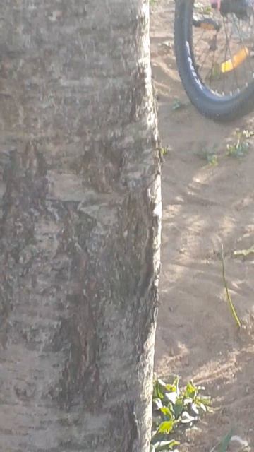 тутор как покрасить дерево🌳🌳🌳⬜⬜⬜⚪⚪ смотреть онлайн