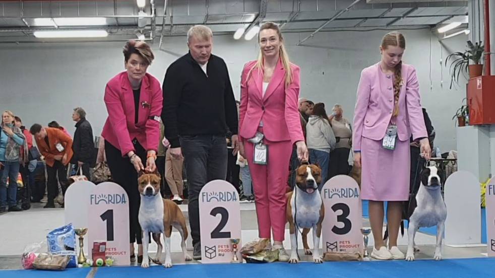 13.04.2025, СПб. Клуб "Бэст-Клуб". Моно АМЕРИКАНСКИЙ СТАФФОРДШИРСКИЙ ТЕРЬЕР смотреть онлайн