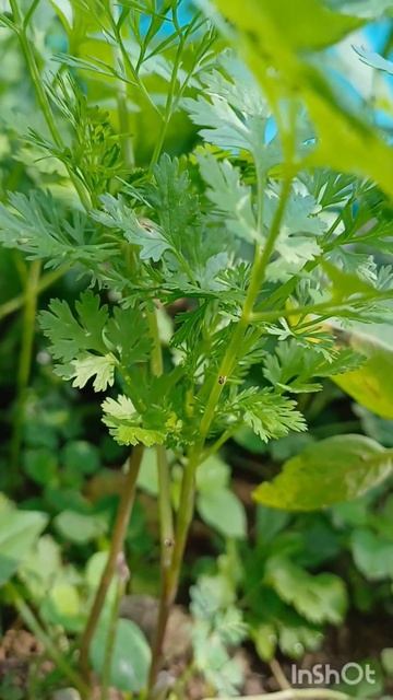 coriander🤩 смотреть онлайн