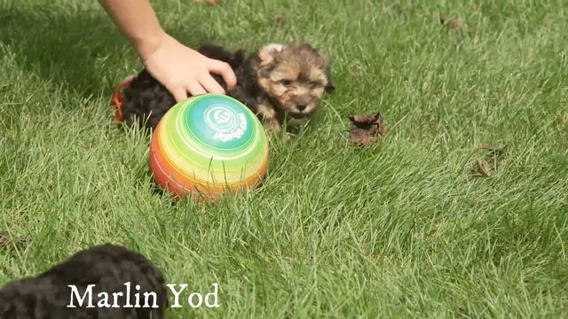 Marlin Yoder's Yorkchon puppies смотреть онлайн