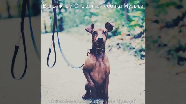 Мечты (Спокойные собаки) смотреть онлайн