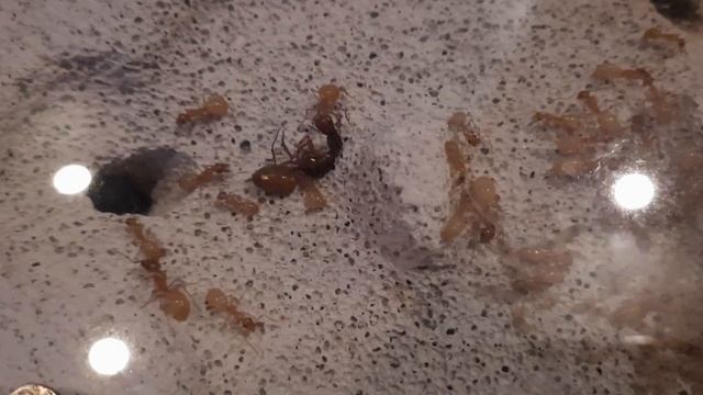 R.I.P. Fedtschenkoi... Das Ende einer Kolonie. / Camponotus Fedtschenkoi #8 смотреть онлайн