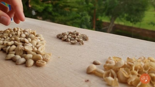 👉 **¿CÓMO COSECHAR TU PROPIO CAFÉ Y PREPARARLO EN CASA? ☕*Proceso completo del Café 100 % orgánico. смотреть онлайн